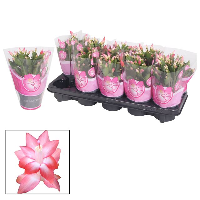 Picture of Schlumbergera pink