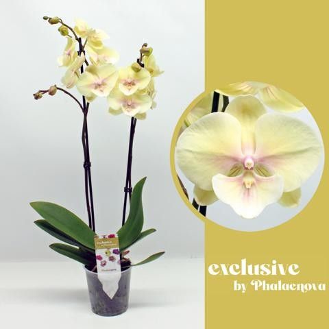 Picture of PHALAENOPSIS 02-STEM ALICE