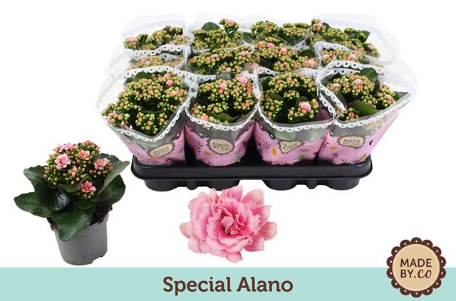 Picture of KALANCHOE DOUBLE SPECIAL ALANO PINK