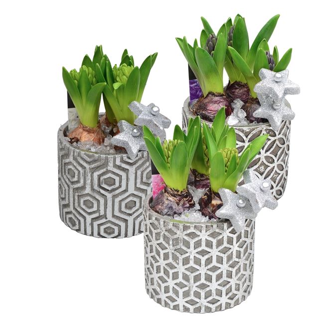 Picture of HYACINTHUS 03BULBS SHINO CERAMIC