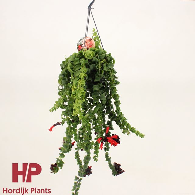 Picture of AESCHYNANTHUS RASTA IN HANGING BASKET