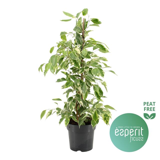 Picture of FICUS BENJAMINA GOLDEN KING