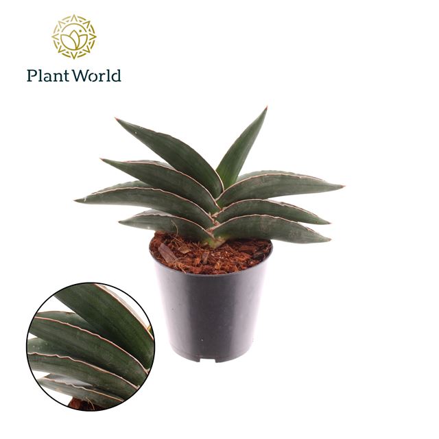 Picture of Sansevieria samurai