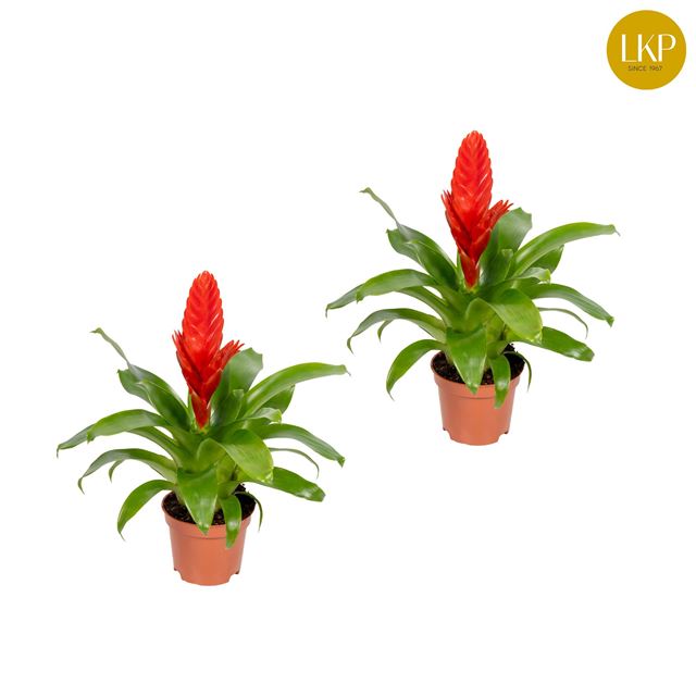 Picture of VRIESEA KALLISTO RED