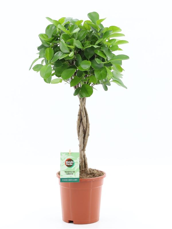 Picture of Ficus microcarpa moclame braided stem