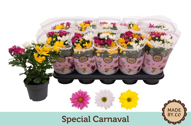 Picture of Chrysanthemum 03pp carnaval