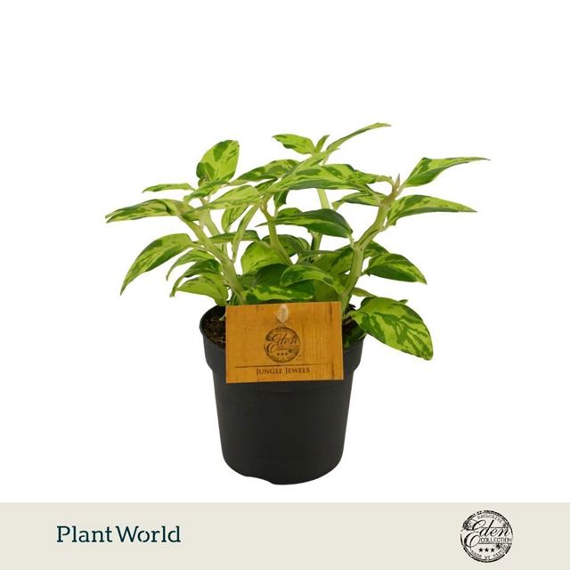 Picture of Pedilanthus tithymaloides
