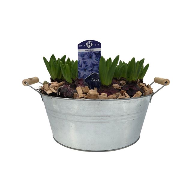 Picture of HYACINTHUS 10BULBS MIX IN ZINC BOWL