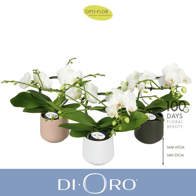 Picture of Phalaenopsis 02-stem dioro prestige in ceramic