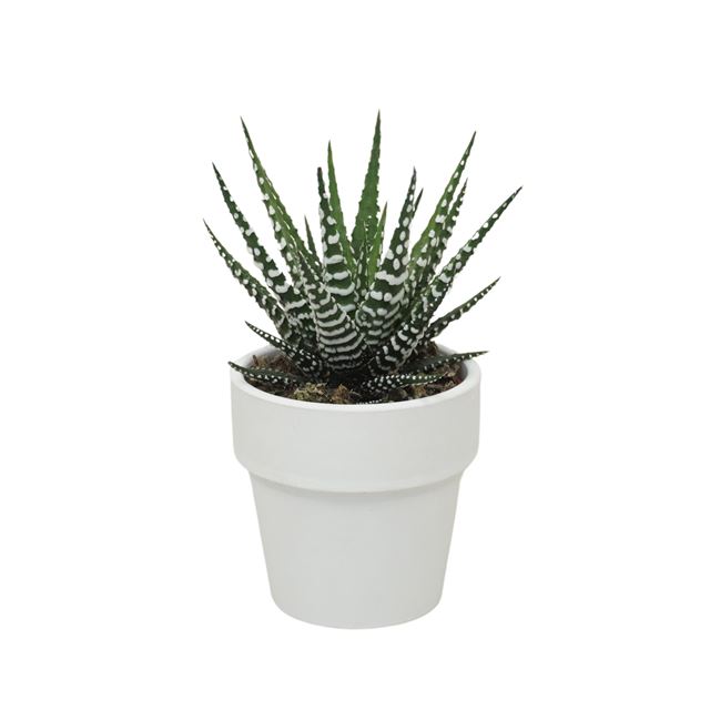 Picture of Haworthia big band in white ceramic