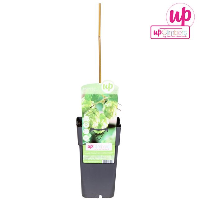 Picture of Humulus lupulus