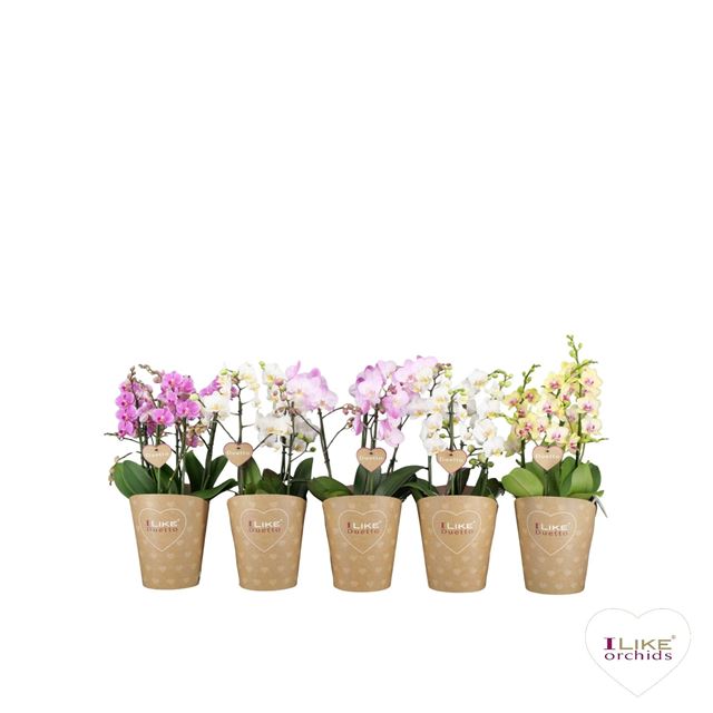 Picture of PHALAENOPSIS DUETTO MULTI MIX 