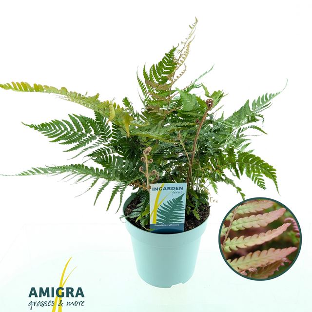 Picture of Dryopteris erythrosora