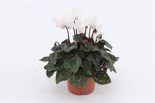 Picture of Cyclamen mini white