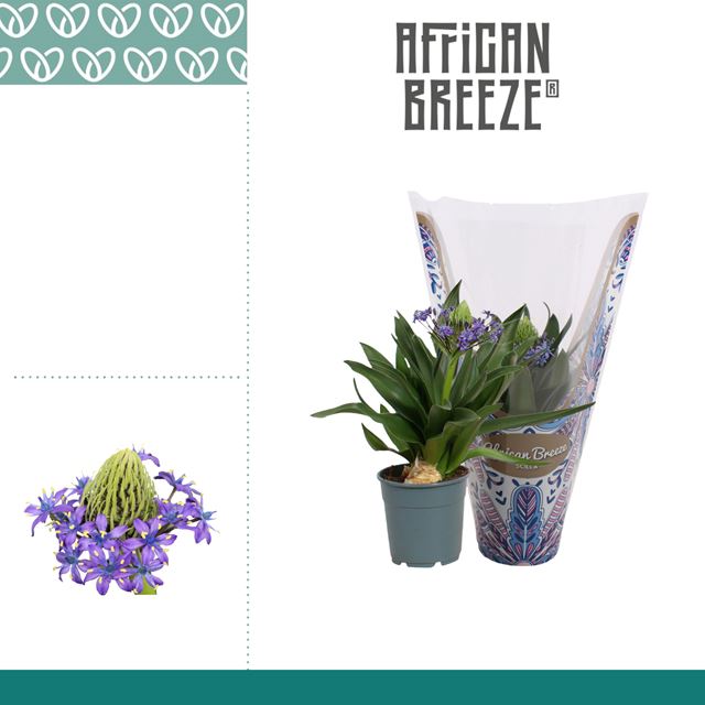 Picture of Scilla peruviana