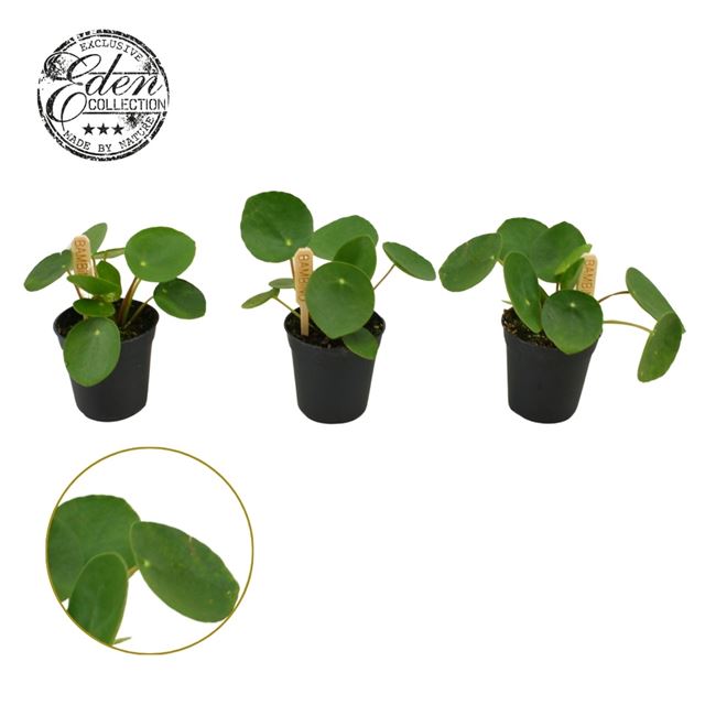 Picture of PILEA PEPEROMIOIDES