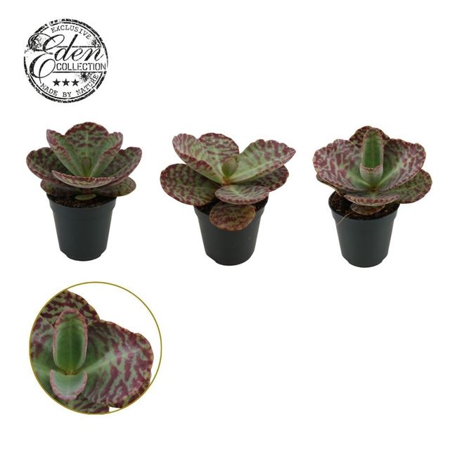 Picture of Kalanchoe humilis