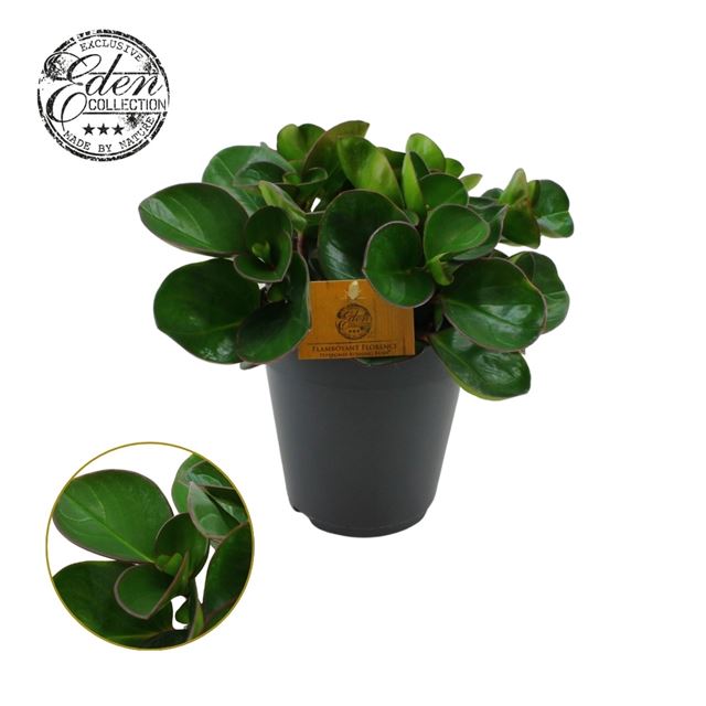 Picture of PEPEROMIA OBTUSIFOLIA BURNING BUSH