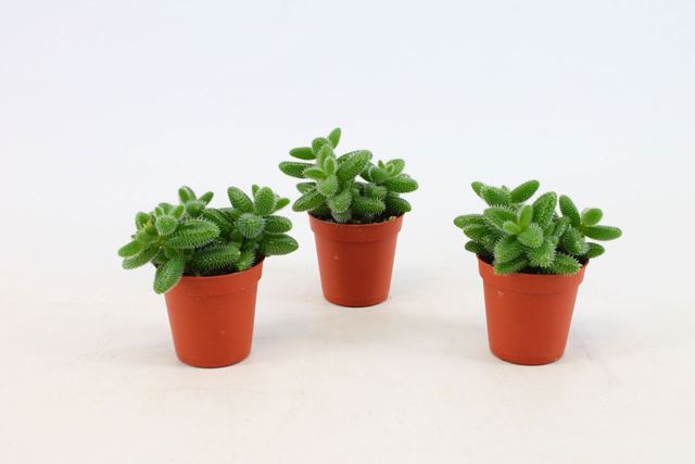 Picture of Delosperma echinatum