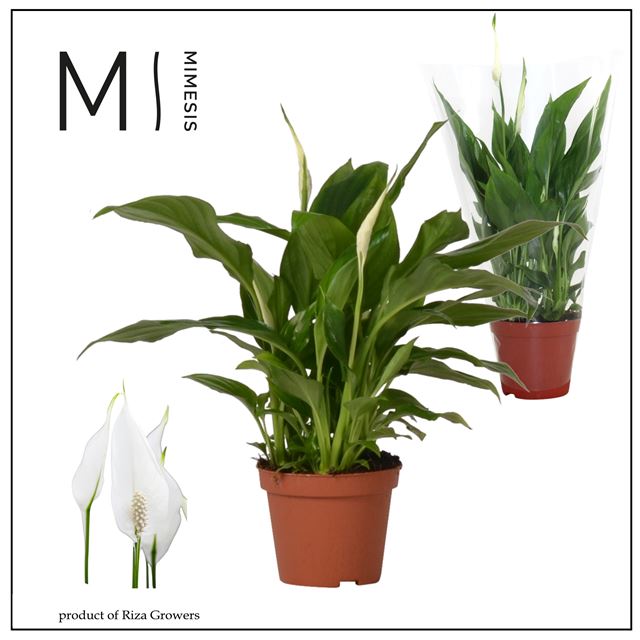 Picture of Spathiphyllum chopin