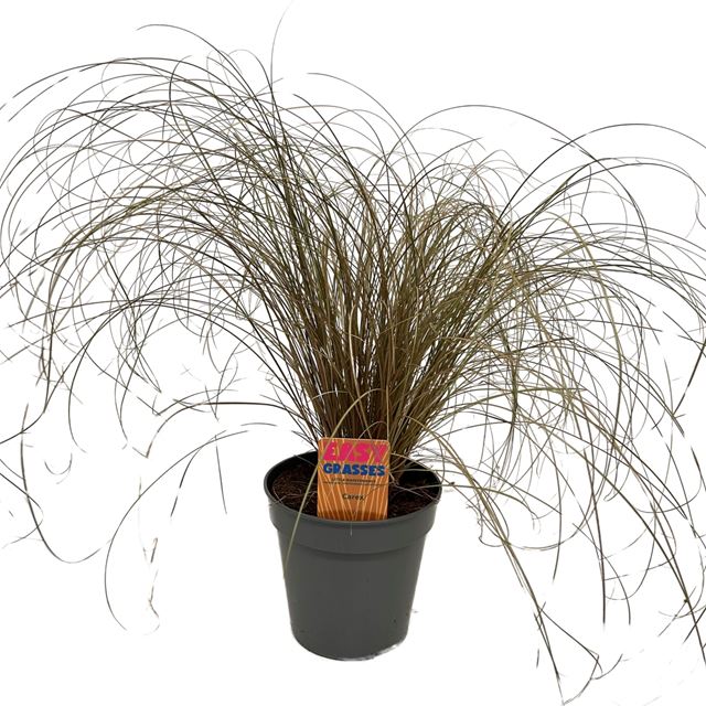 Picture of Carex comans bronze form