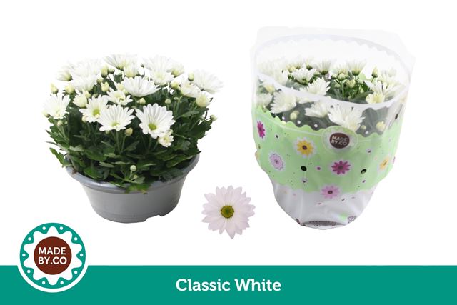 Picture of Chrysanthemum bowl white
