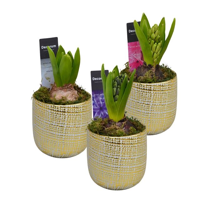 Picture of HYACINTHUS 01BULB GOLD CERAMIC