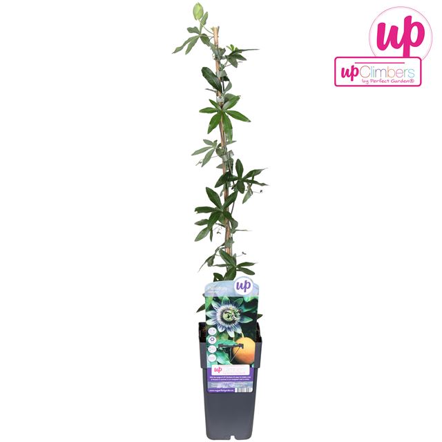 Picture of Passiflora caerulea