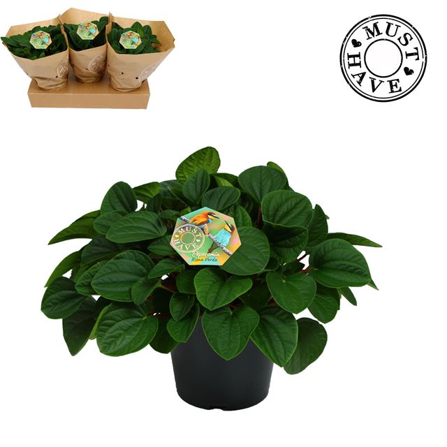 Picture of PEPEROMIA RANA VERDE MUST HAVE