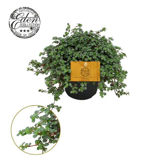 Picture of PILEA GLAUCA