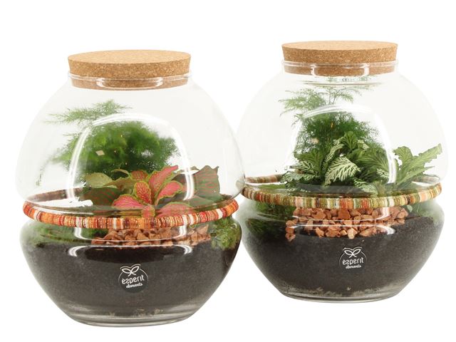 Picture of TERRARIUM