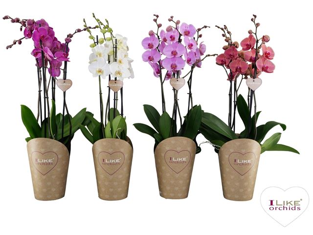 Picture of PHALAENOPSIS 04-STEM DUETTO MIX