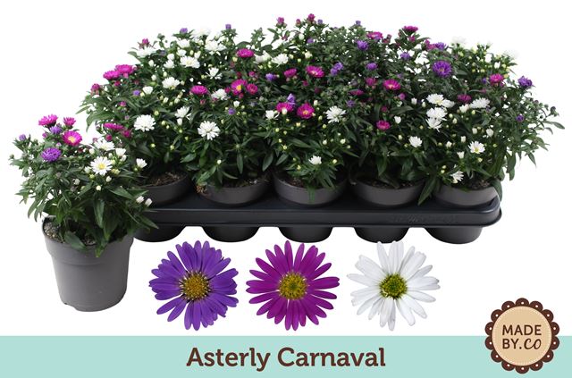 Picture of Chrysanthemum asterly carnaval