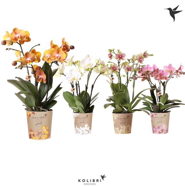 Picture of PHALAENOPSIS 04-STEM KOLIBRI JEWEL MIX