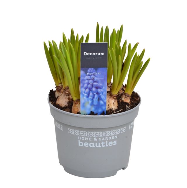 Picture of Muscari armeniacum big smile