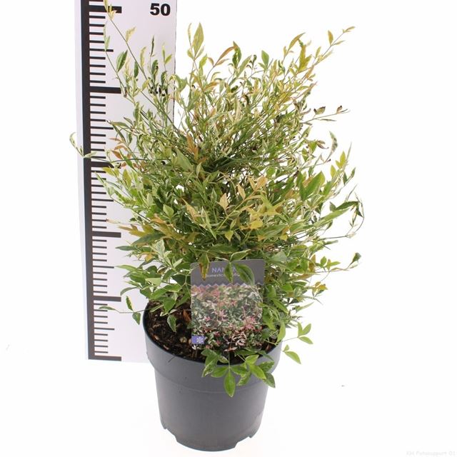 Picture of Nandina domestica twilight