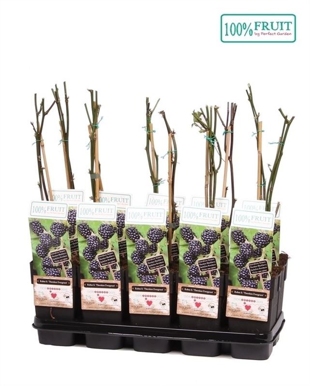 Picture of Rubus fruticosus thornfree evergreen