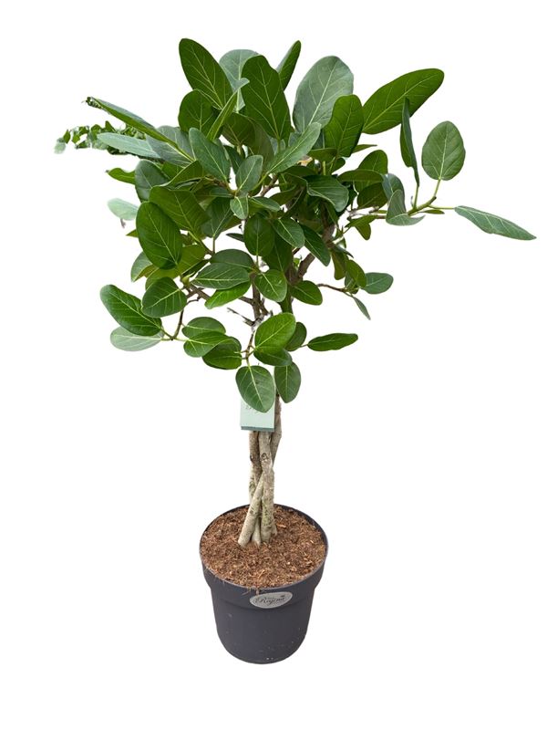 Picture of FICUS ALTISSIMA AUDREY BRAIDED STEM