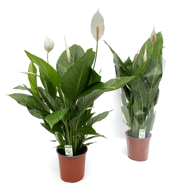 Picture of SPATHIPHYLLUM SWEET SILVIO