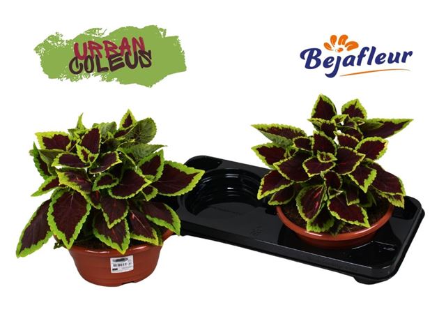 Picture of COLEUS ALLIGATOR ALLEY IN BOWL