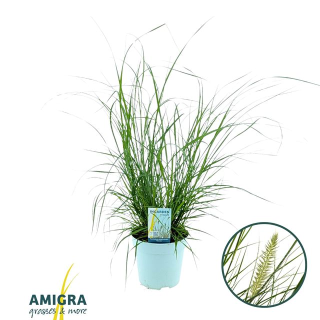 Picture of Pennisetum alopecuroides hameln