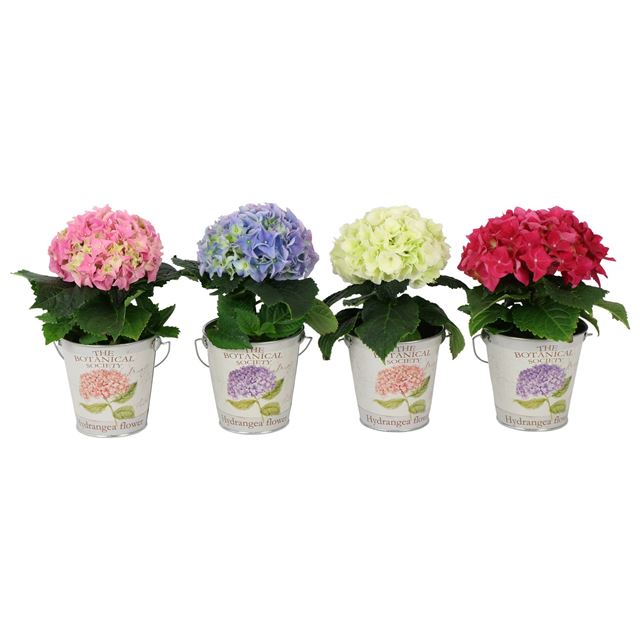 Picture of Hydrangea 01-fl zink