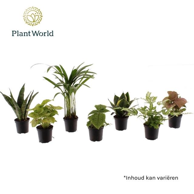 Picture of Foliage mix keen on green