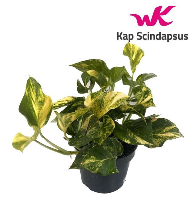 Picture of EPIPREMNUM PINNATUM N'JOY GOLD 