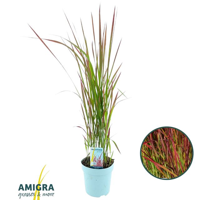 Picture of Imperata cylindrica red baron