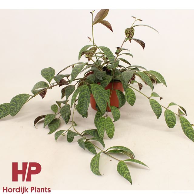 Picture of AESCHYNANTHUS MARMORATUS