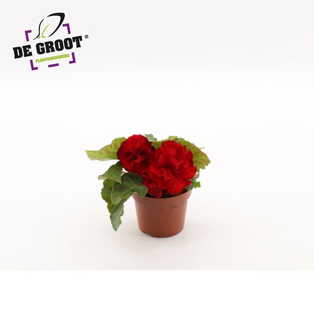 Picture of Begonia tuberosa non stop red