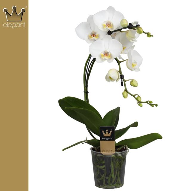 Picture of PHALAENOPSIS 02-STEM BOOMERANG WHITE