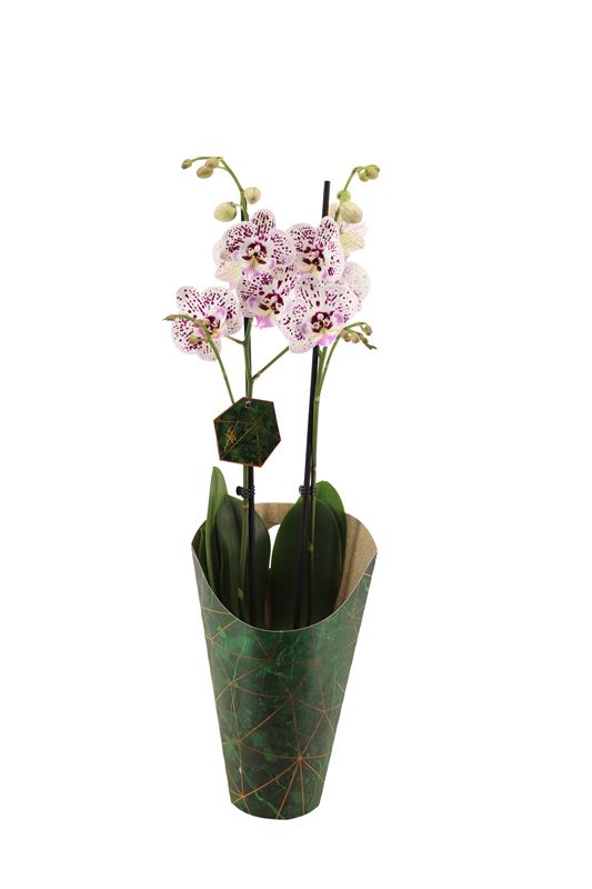 Picture of PHALAENOPSIS 02-STEM EXPRESSIONS SIGNATURE 