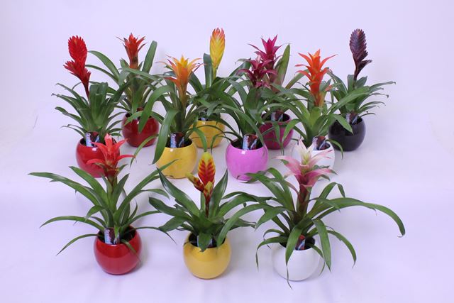 Picture of Bromelia mix in ball ceramic
